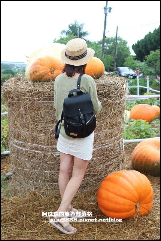 造橋南瓜隧道6.JPG 造橋南瓜隧道6.JPG