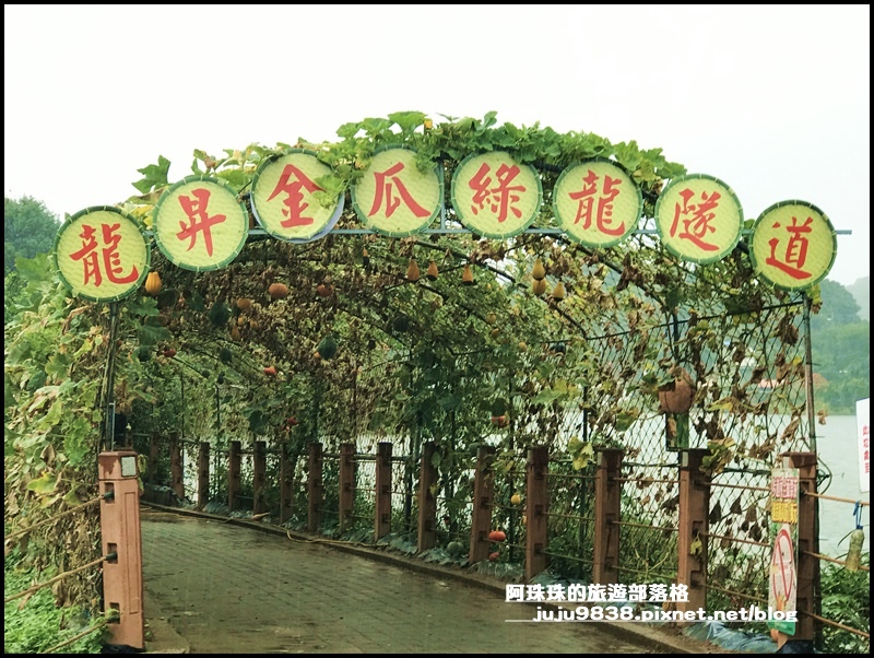 造橋南瓜隧道33.JPG 造橋南瓜隧道33.JPG