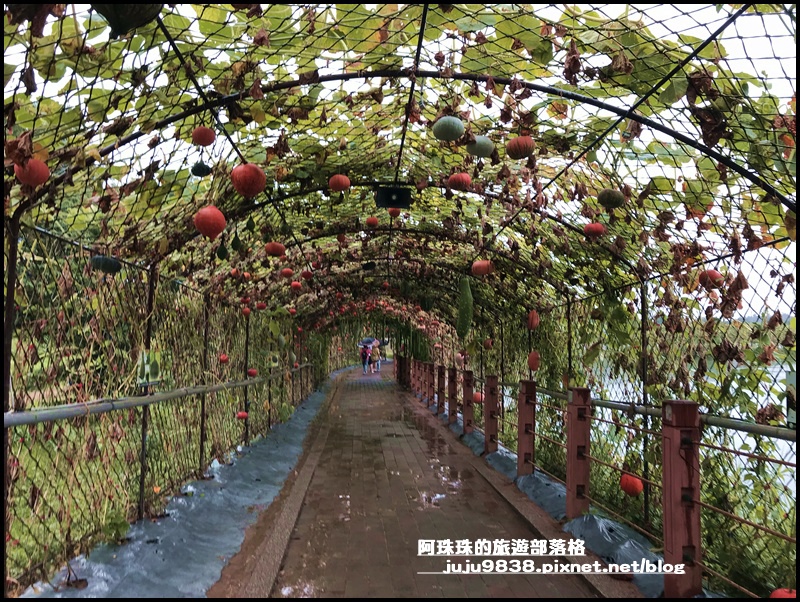 造橋南瓜隧道30.JPG 造橋南瓜隧道30.JPG