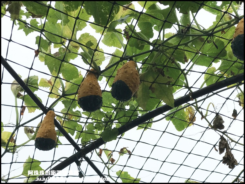 造橋南瓜隧道32.JPG 造橋南瓜隧道32.JPG