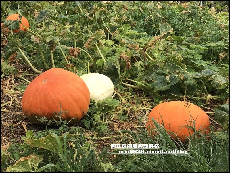 造橋南瓜隧道27.JPG 造橋南瓜隧道27.JPG