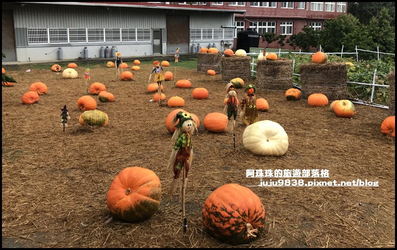 造橋南瓜隧道25.JPG 造橋南瓜隧道25.JPG