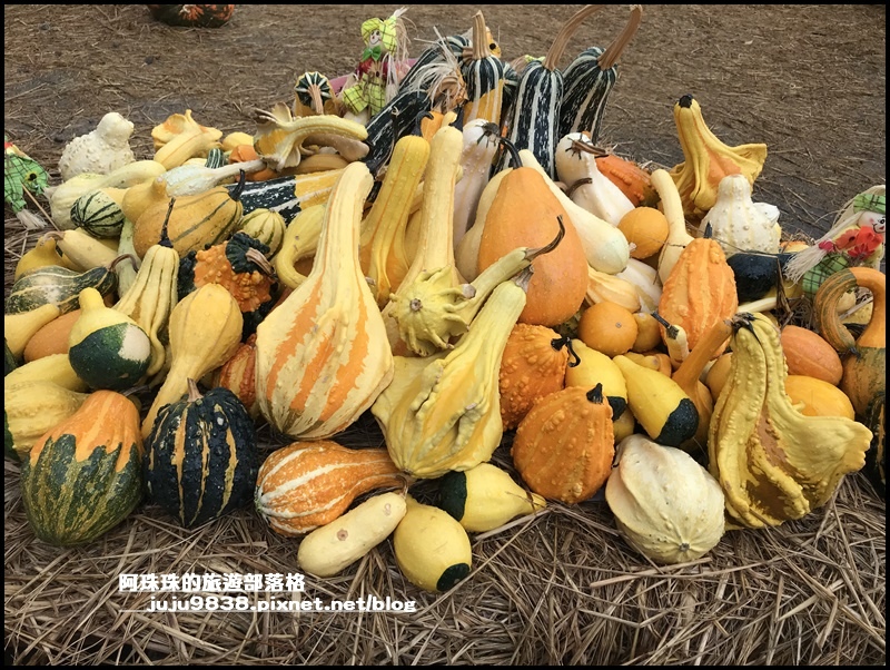 造橋南瓜隧道26.JPG 造橋南瓜隧道26.JPG