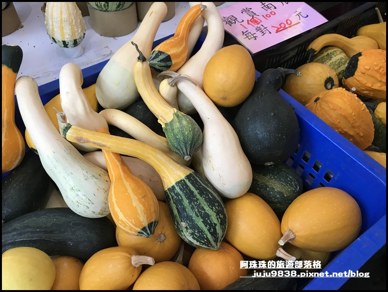 造橋南瓜隧道21.JPG 造橋南瓜隧道21.JPG