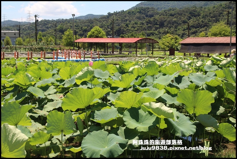 雙溪荷花園5.JPG