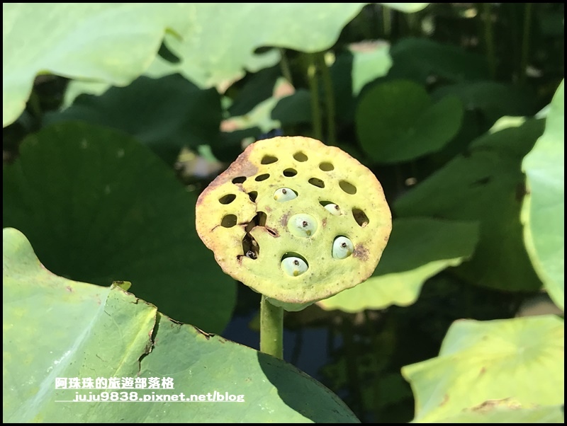 雙溪荷花園17.JPG