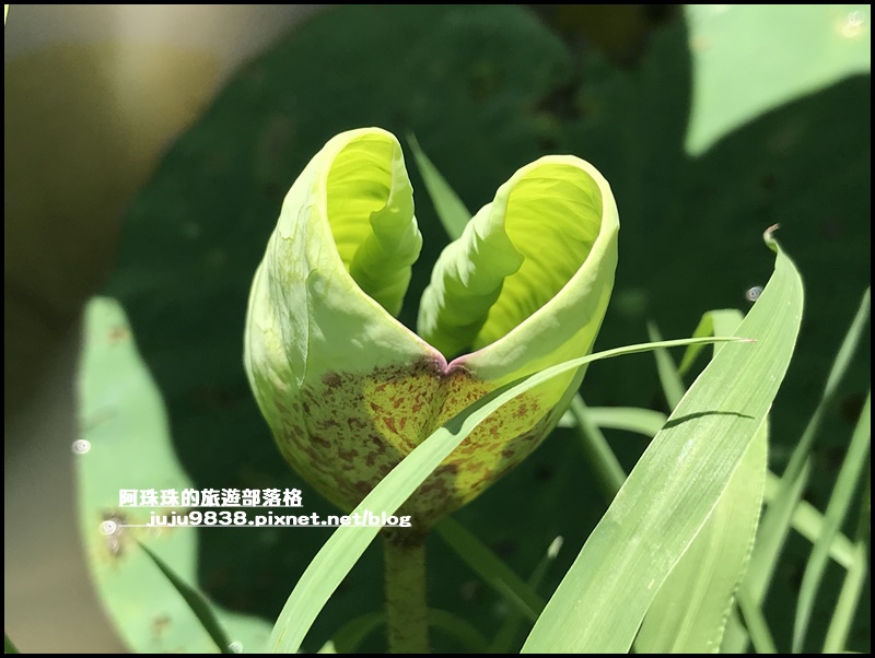 雙溪荷花園18.JPG