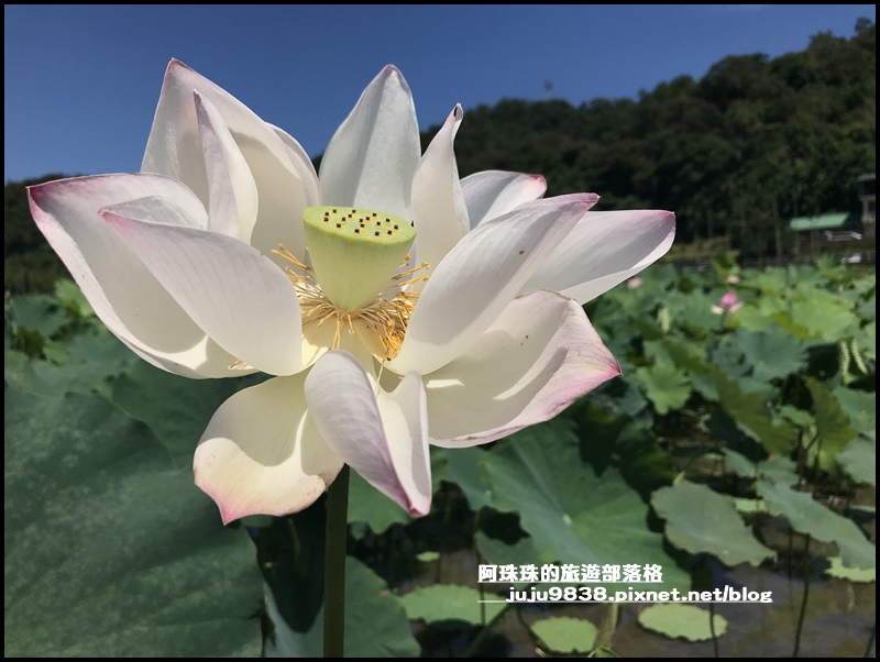 雙溪荷花園13.JPG