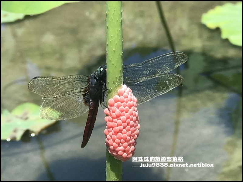 雙溪荷花園14.JPG