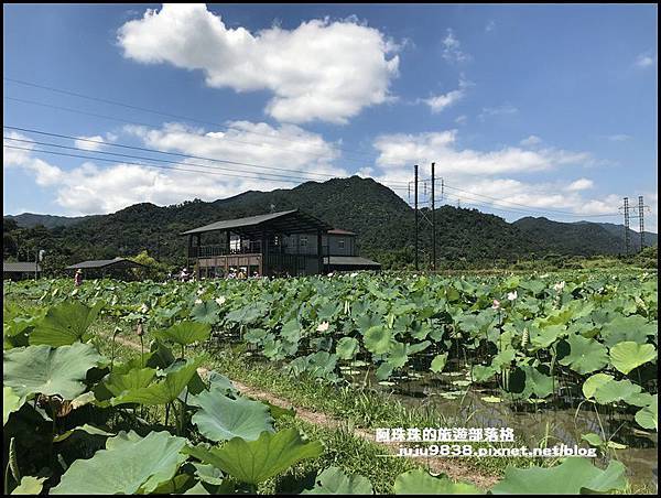 雙溪荷花園15.JPG