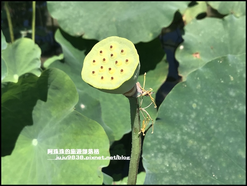 雙溪荷花園11.JPG