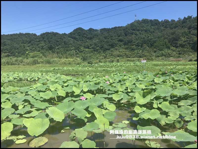 雙溪荷花園6.JPG