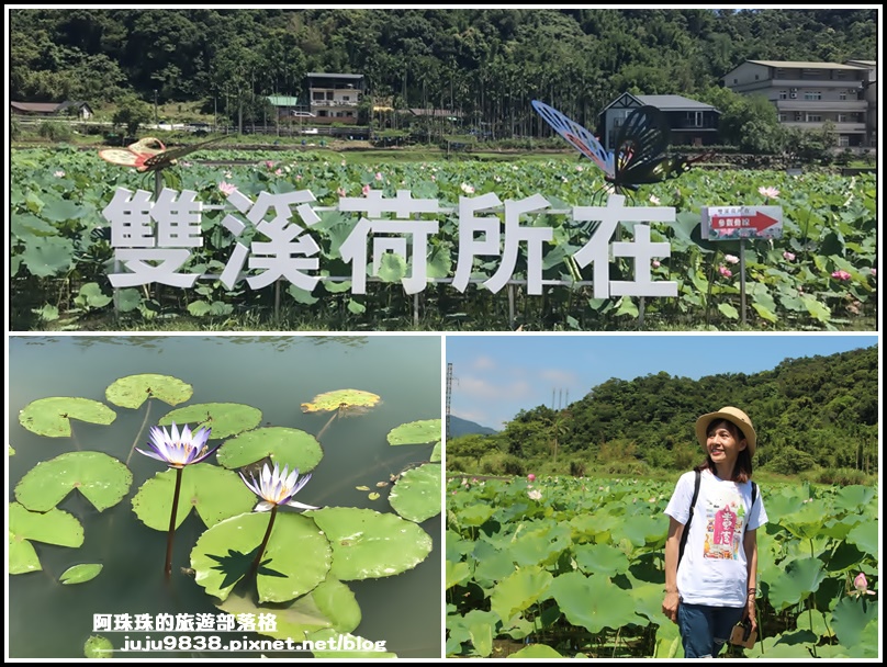 雙溪荷花園,稼日蒔光小市集,上林荷花園,賞荷花,蓮花園,台2丙線,拍攝時間,新北,雙溪,荷花,賞荷景點,荷花季