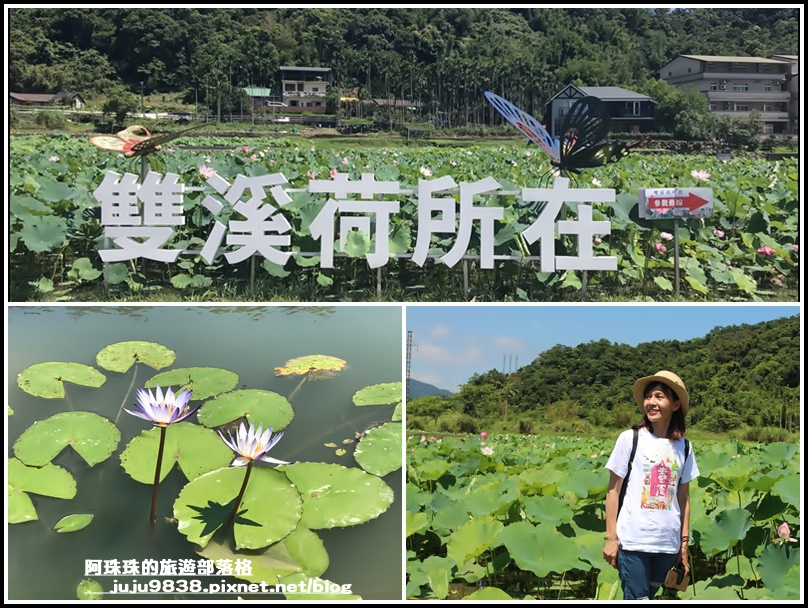 新北,雙溪,雙溪荷花園,荷花,賞荷景點,荷花季,市集,新北景點