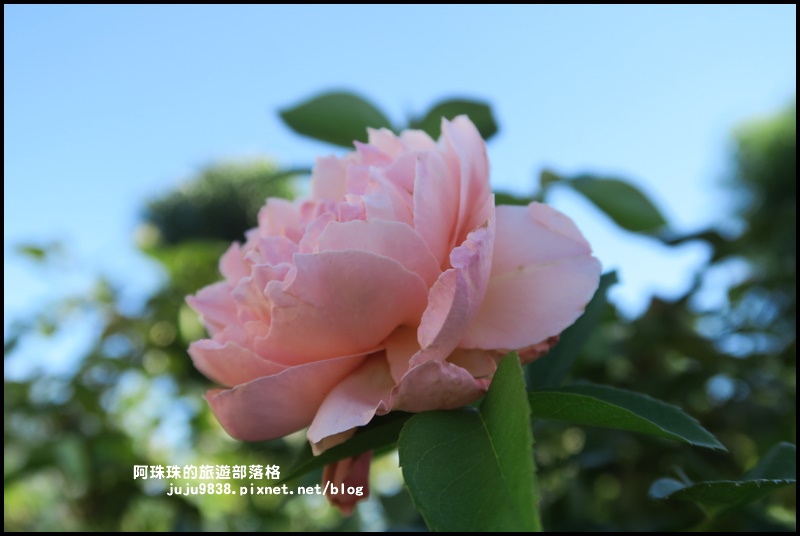 雅聞香草植物園64.JPG 雅聞香草植物園64.JPG