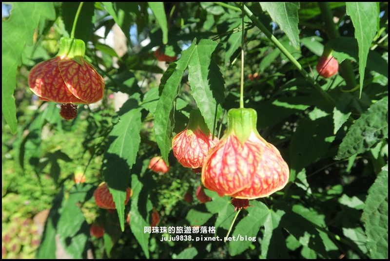 雅聞香草植物園63.JPG 雅聞香草植物園63.JPG