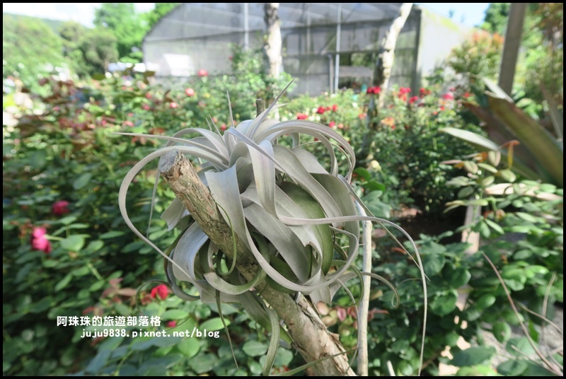 雅聞香草植物園54.JPG 雅聞香草植物園54.JPG