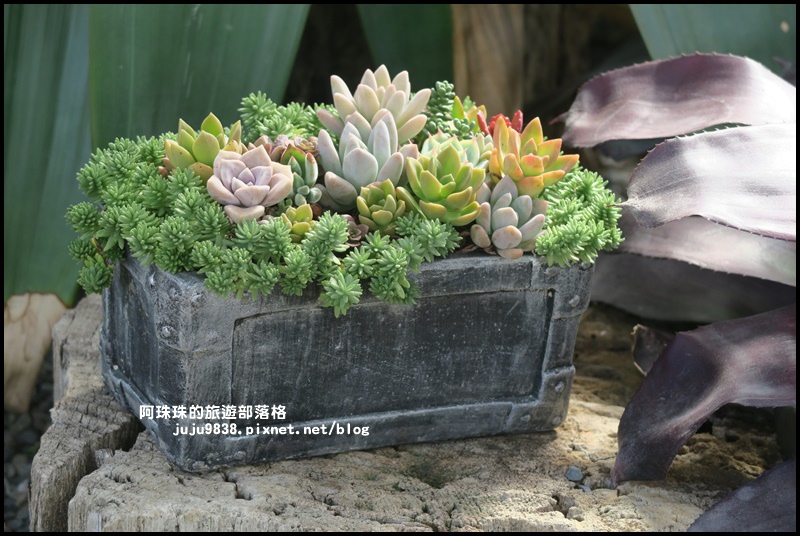浪漫香草玫瑰園 多肉森林好療癒 健行筆記 浪漫香草玫瑰園 多肉森林好療癒 健行筆記