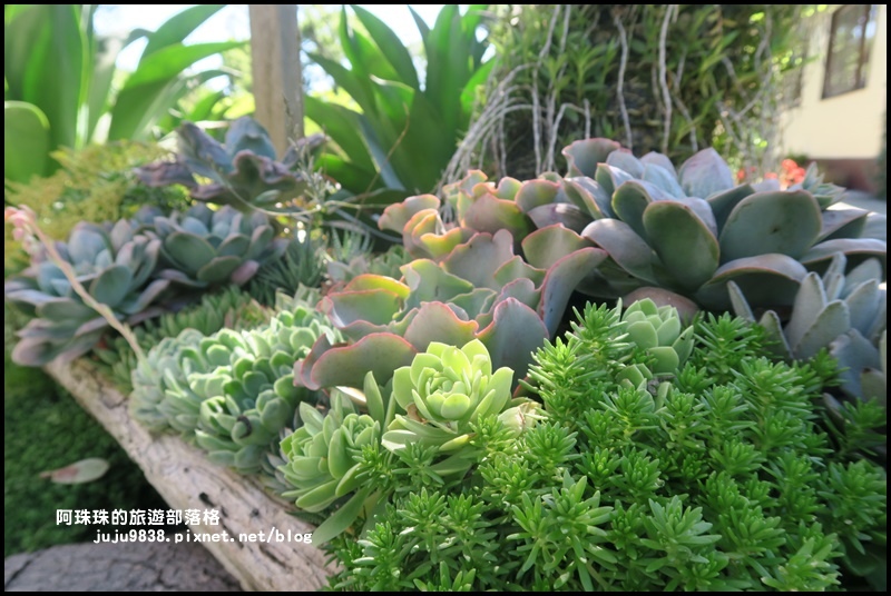 雅聞香草植物園51.JPG