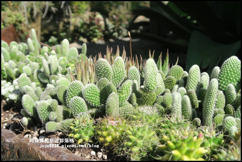 雅聞香草植物園50.JPG