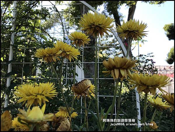 雅聞香草植物園6.JPG