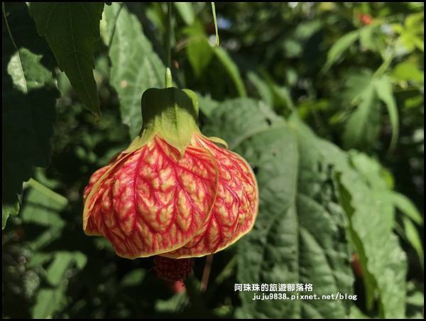 雅聞香草植物園4.JPG