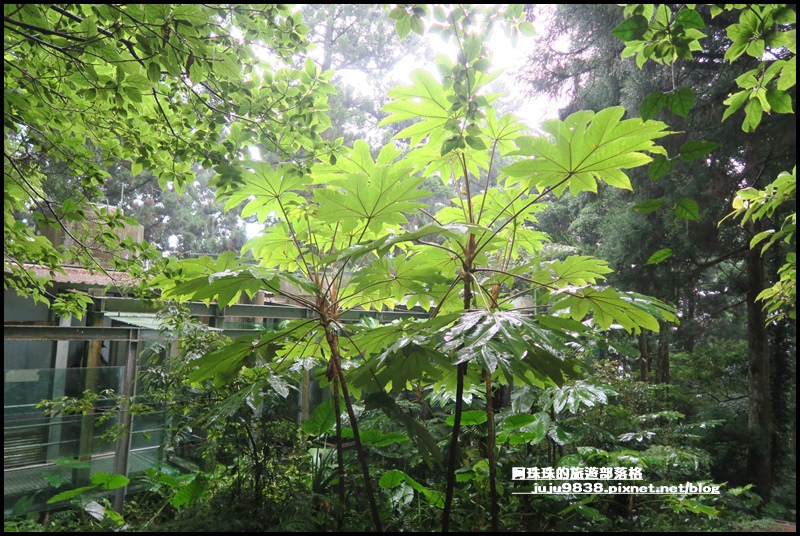 東眼山45.JPG 東眼山45.JPG