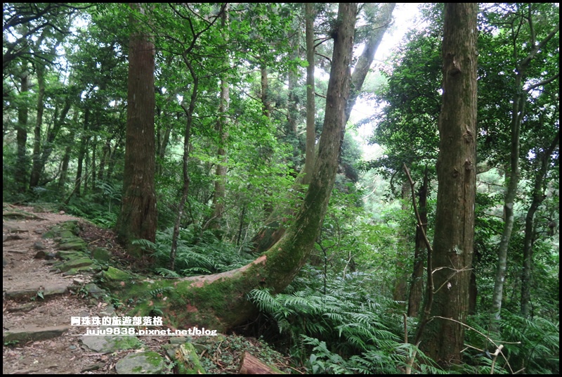 東眼山41.JPG 東眼山41.JPG