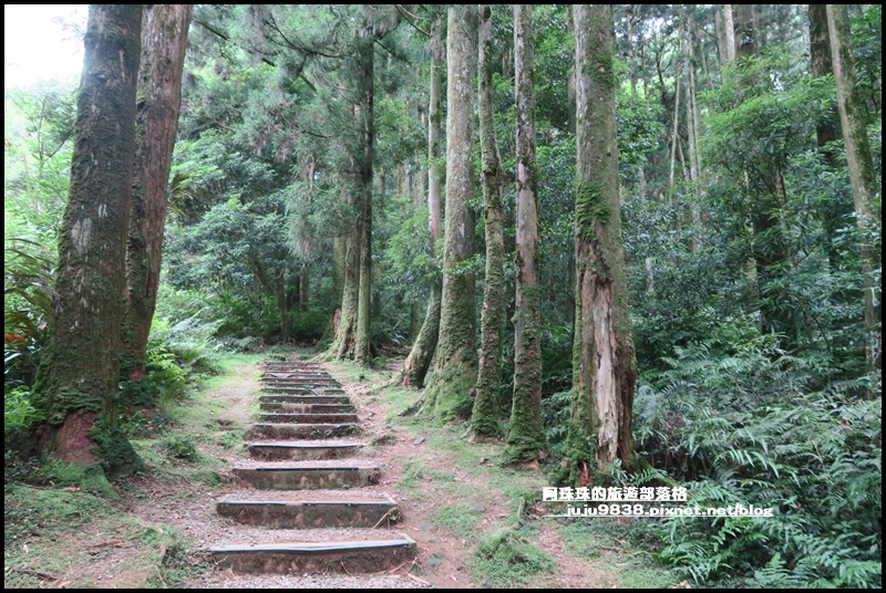 東眼山29.JPG