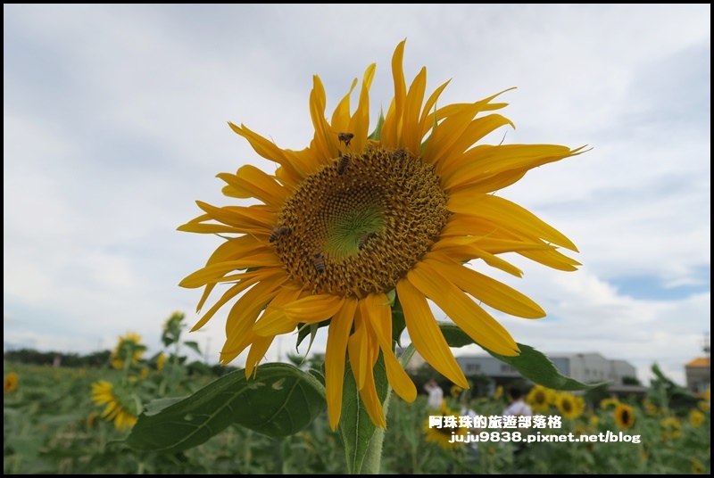 觀音蓮花季63.JPG 觀音蓮花季63.JPG