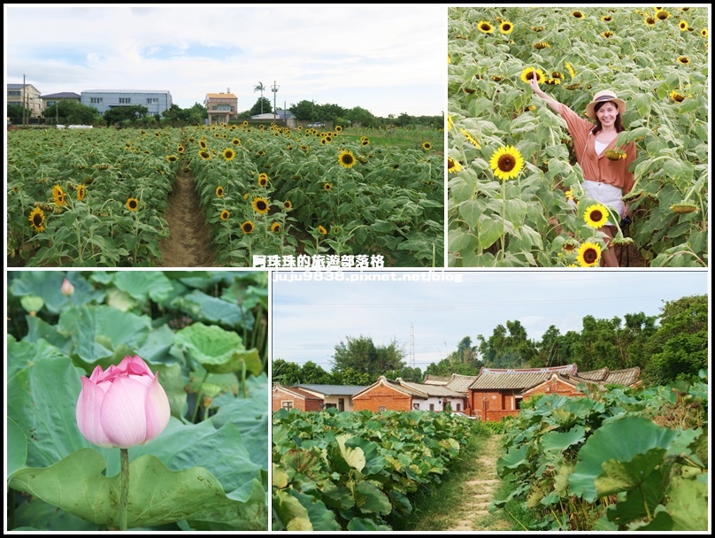 桃園蓮花季,觀音區,蓮花田,彩虹傘擎雨步道,紙風車劇團,向陽農場,向日葵花田,桃園,蓮花季,蓮花,賞花,瓜果廊道,小農市集,景點,步道,小火車