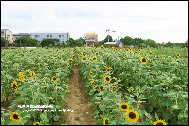 觀音蓮花季64.JPG 觀音蓮花季64.JPG