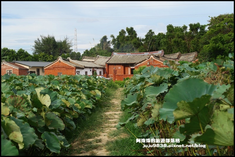 觀音蓮花季56.JPG 觀音蓮花季56.JPG