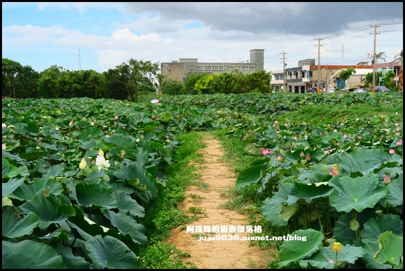 觀音蓮花季50.JPG