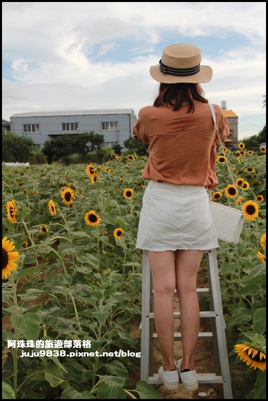 觀音蓮花季46.JPG 觀音蓮花季46.JPG