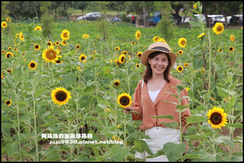 觀音蓮花季39.JPG 觀音蓮花季39.JPG