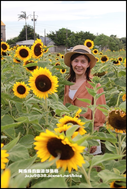 觀音蓮花季41.JPG 觀音蓮花季41.JPG