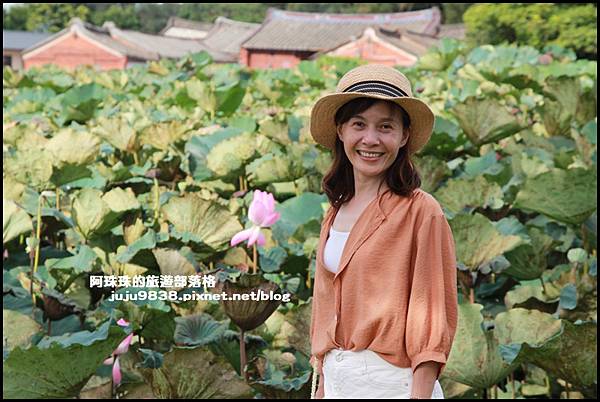 觀音蓮花季19.JPG