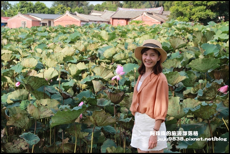 觀音蓮花季18.JPG 觀音蓮花季18.JPG