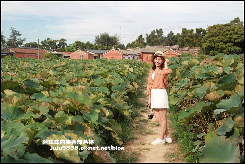 觀音蓮花季12.JPG 觀音蓮花季12.JPG