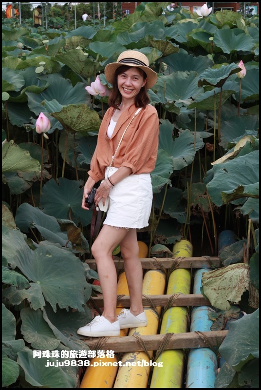 觀音蓮花季10.JPG 觀音蓮花季10.JPG