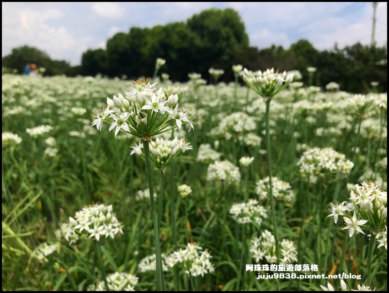 大溪韭菜花5.JPG