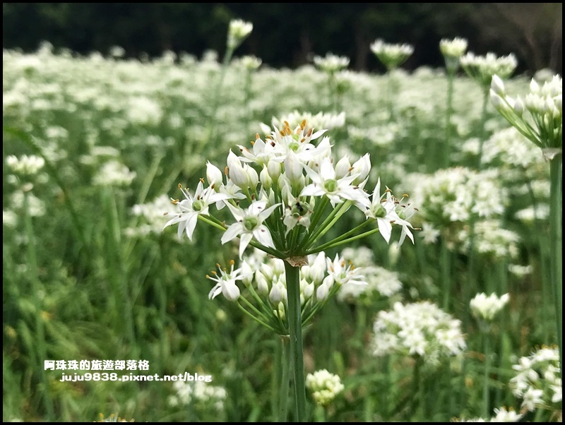 大溪韭菜花6.JPG