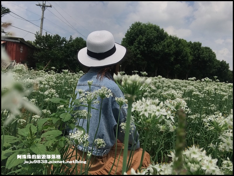 大溪韭菜花8.JPG