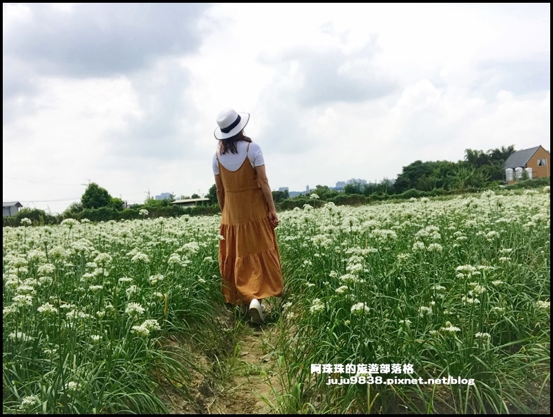 大溪韭菜花20.JPG