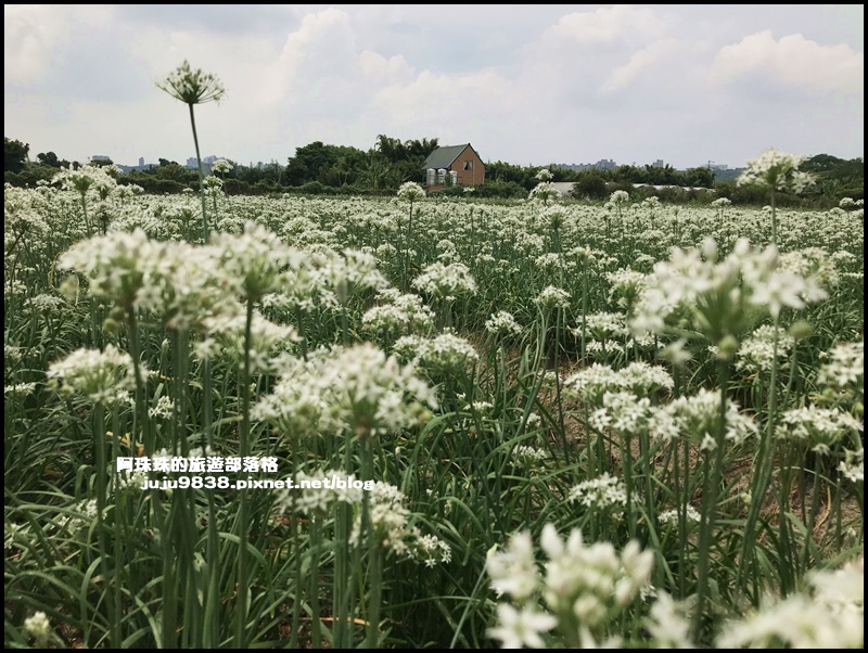 大溪韭菜花24.JPG