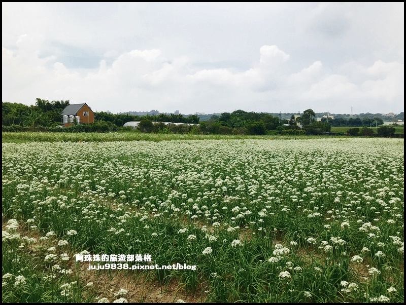 大溪韭菜花19.JPG