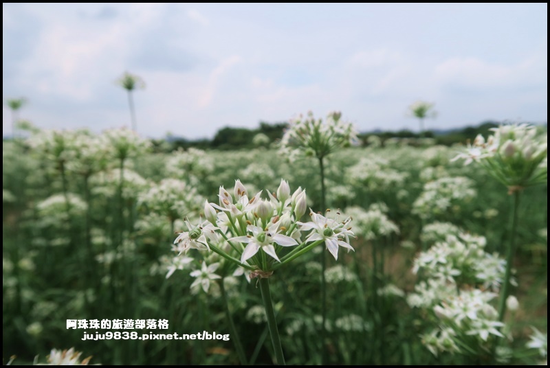 大溪韭菜花34.JPG