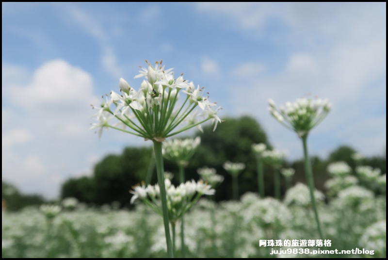 大溪韭菜花33.JPG