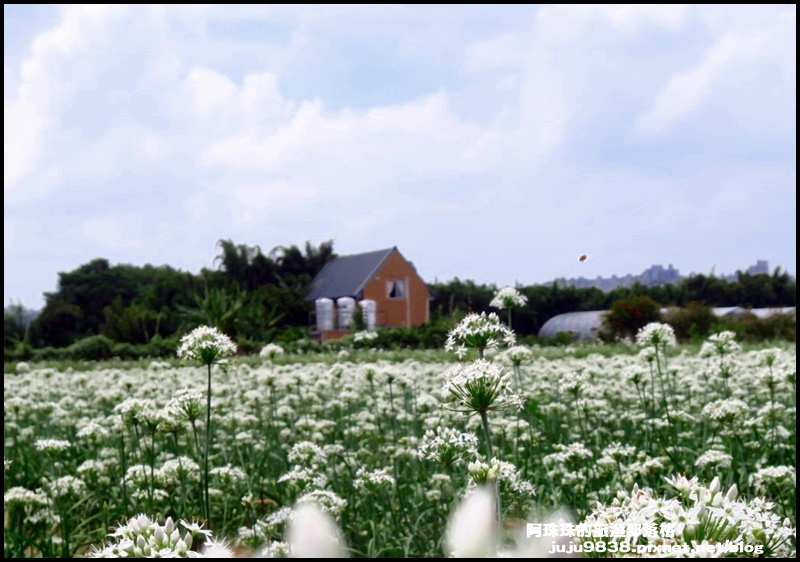 大溪韭菜花36JPG.JPG